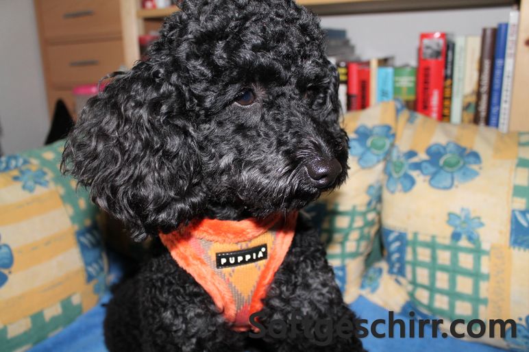 Softgeschirr Winter Lineage Puppia orange